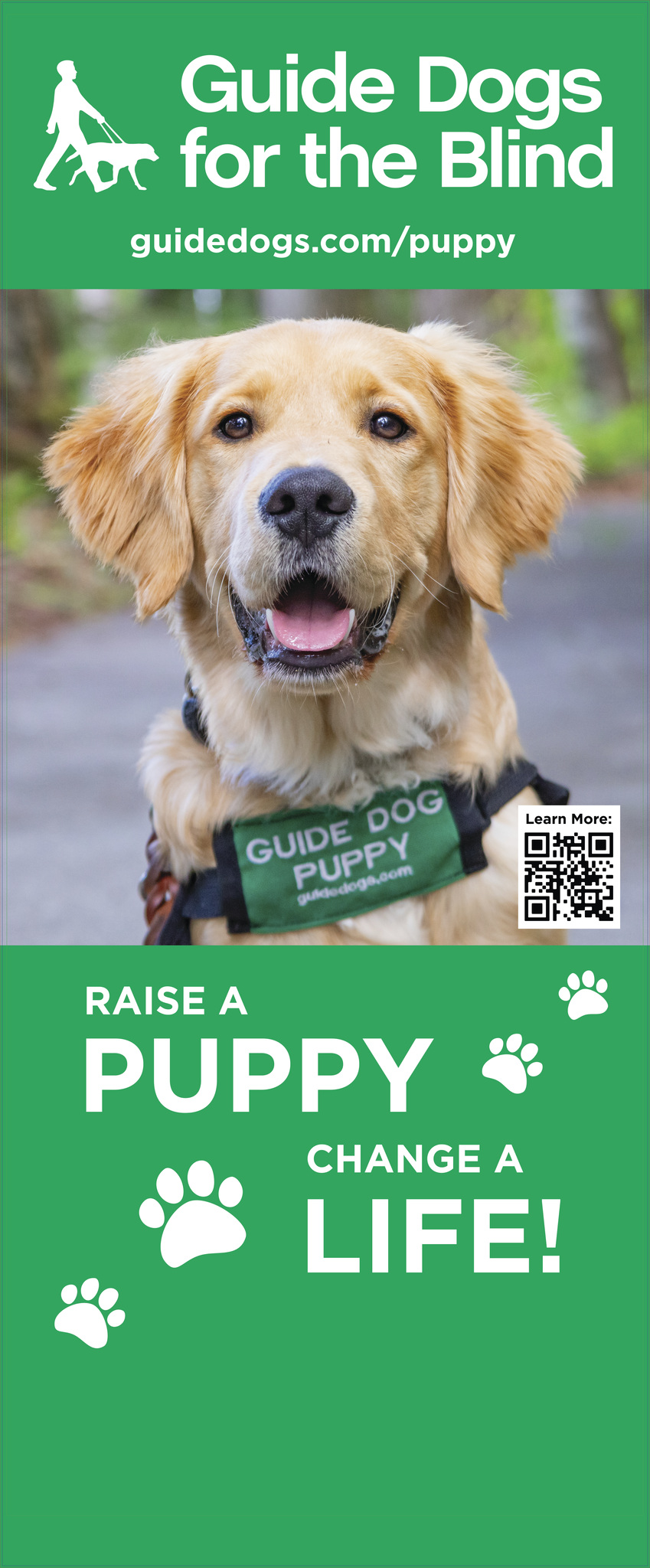 Guide Dogs For The Blind! Raise a Dog and Save a Life!